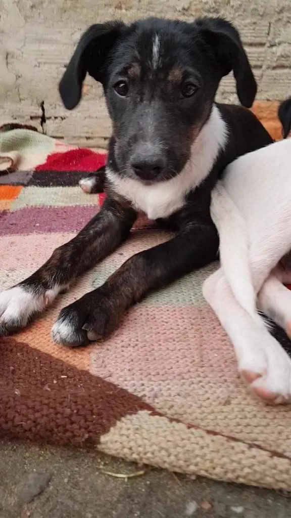 Cachorro ra a  idade 2 a 6 meses nome Não sei 