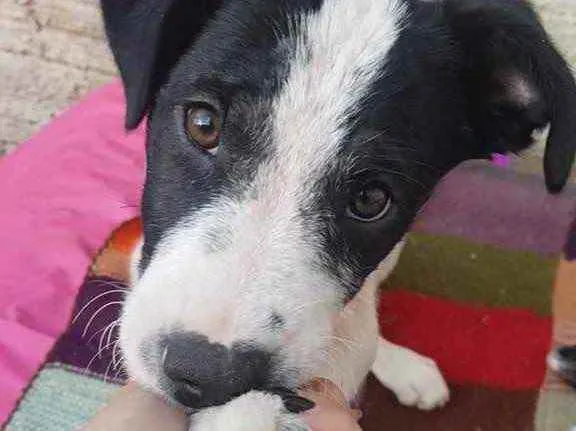 Cachorro ra a  idade 2 a 6 meses nome Não sei 