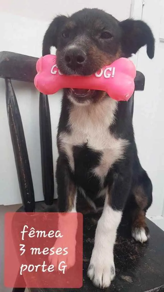 Cachorro ra a  idade 2 a 6 meses nome Não sei 