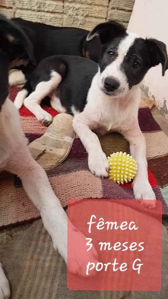 Cachorro ra a  idade 2 a 6 meses nome Não sei 