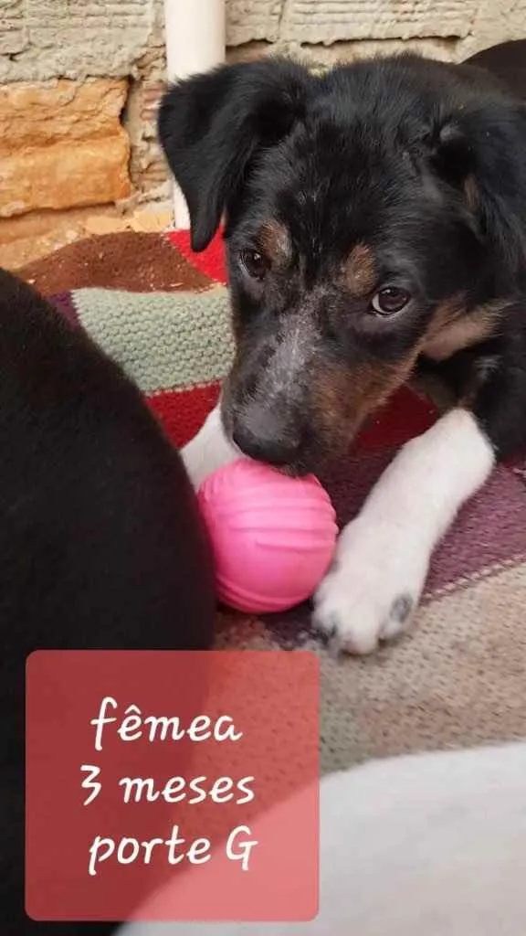 Cachorro ra a  idade 2 a 6 meses nome Não sei 