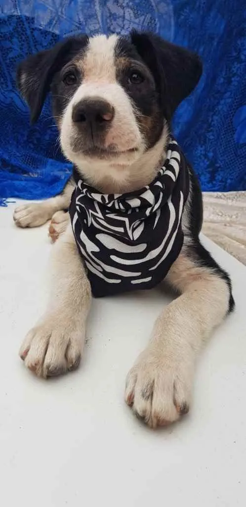 Cachorro ra a  idade 2 a 6 meses nome Não sei 