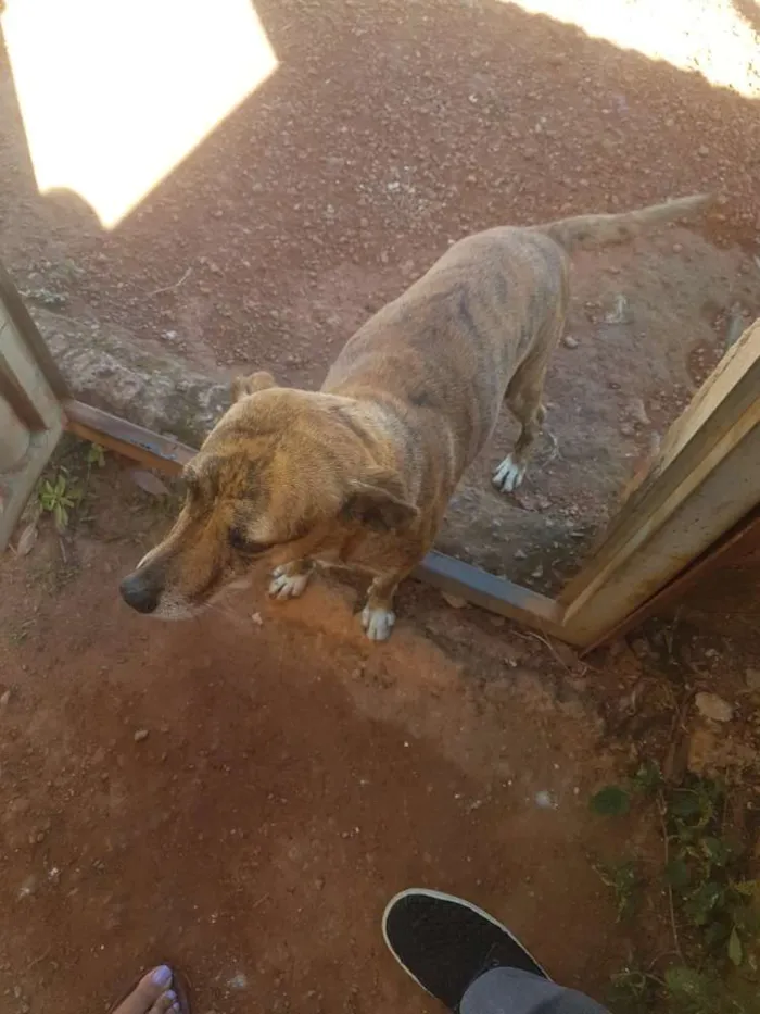 Gato ra a Srd idade Abaixo de 2 meses nome Lulu