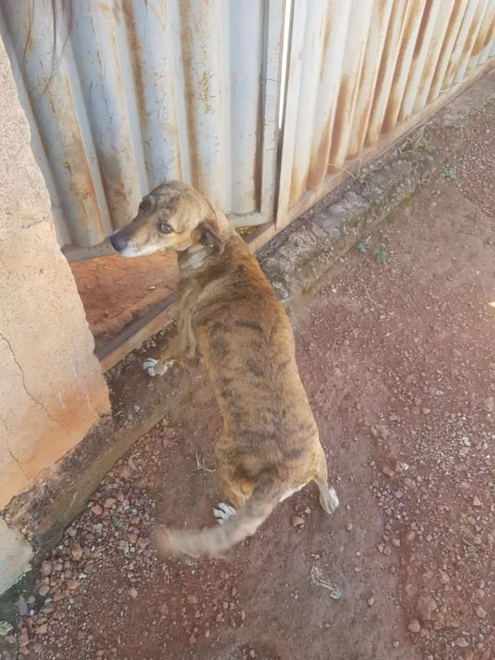 Gato ra a Srd idade Abaixo de 2 meses nome Lulu