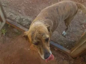 Gato raça Srd idade Abaixo de 2 meses nome Lulu