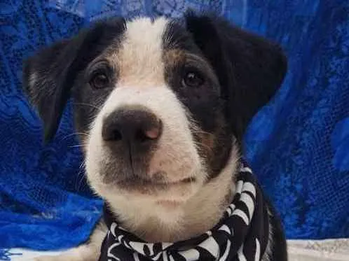 Cachorro ra a  idade 2 a 6 meses nome Não sei 