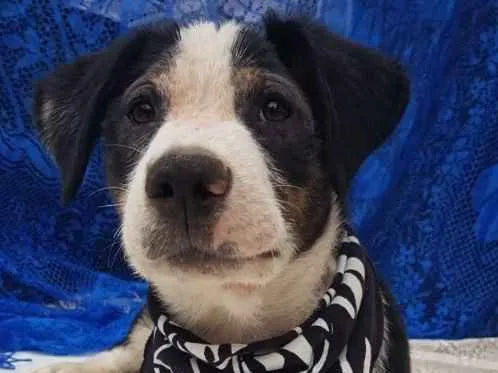 Cachorro ra a  idade 2 a 6 meses nome Não sei 