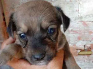 Cachorro raça Srd idade Abaixo de 2 meses nome Guga