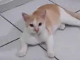 Nino