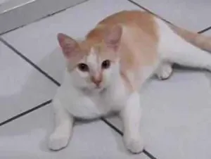 Gato raça Srd idade 2 a 6 meses nome Nino