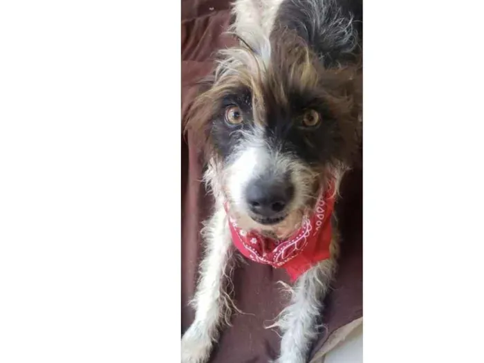 Cachorro ra a Mestiça  idade 7 a 11 meses nome Mocinha 