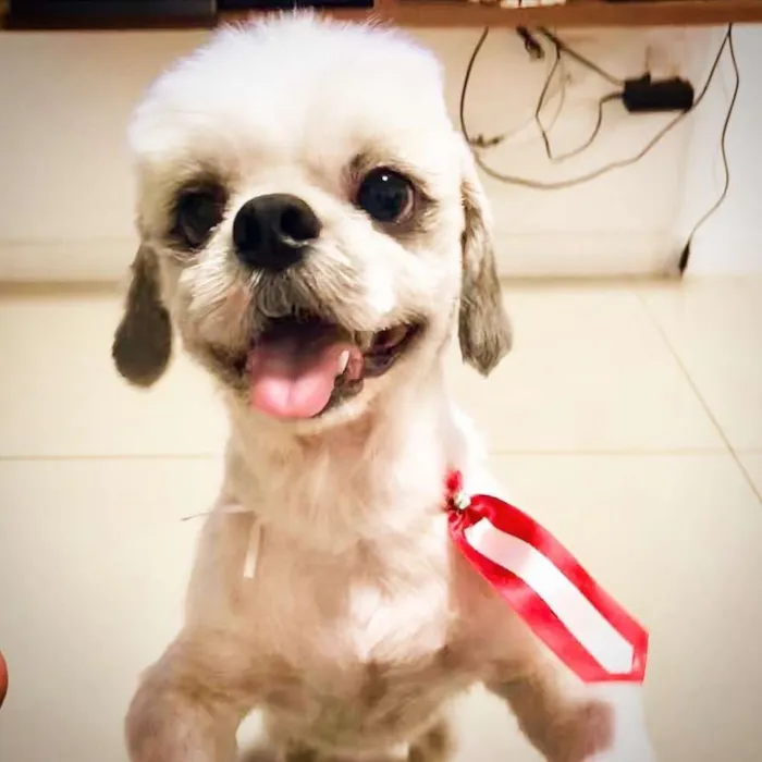Cachorro ra a Shitszu  idade 2 anos nome Buudy