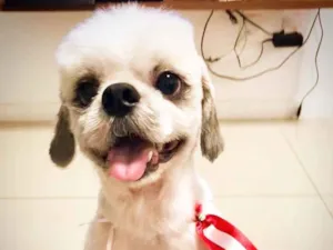Cachorro raça Shitszu  idade 2 anos nome Buudy