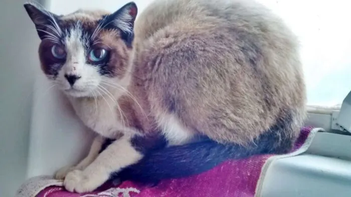 Gato ra a SRD idade 2 a 6 meses nome MAÍRIA
