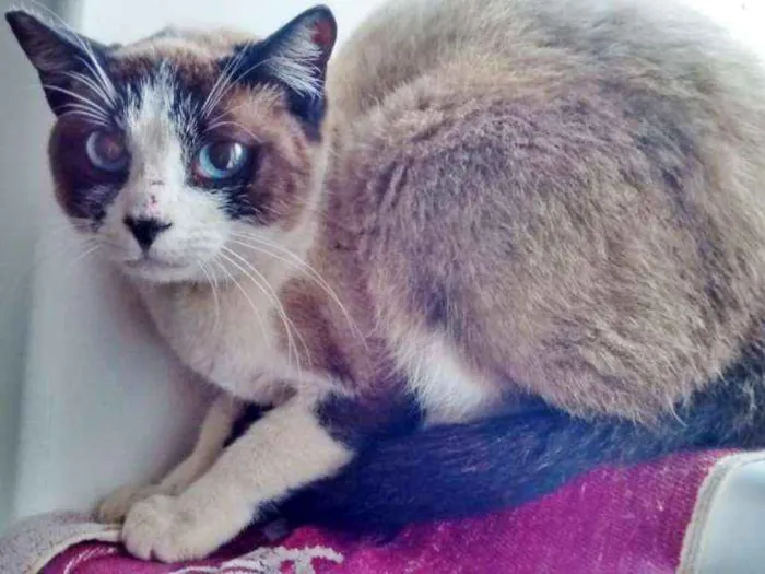 Gato ra a SRD idade 2 a 6 meses nome MAÍRIA