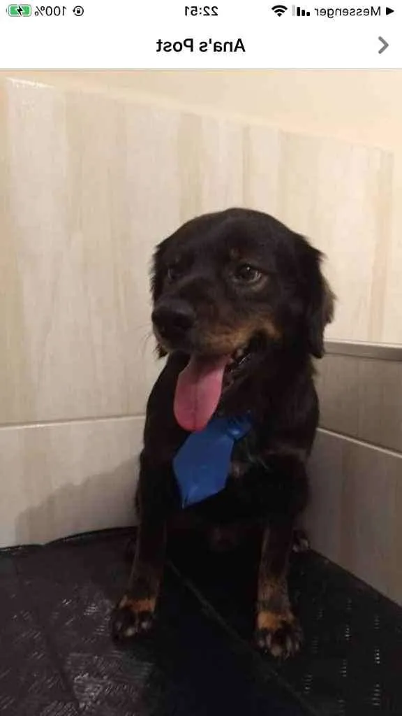 Cachorro ra a SRD idade 1 ano nome Malox
