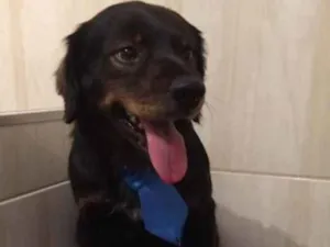 Cachorro raça SRD idade 1 ano nome Malox
