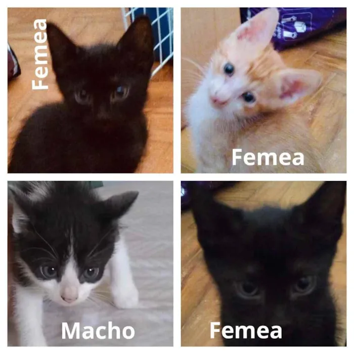 Gato ra a SDR idade Abaixo de 2 meses nome Não tem nomes
