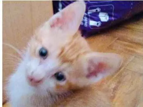 Gato ra a SDR idade Abaixo de 2 meses nome Não tem nomes