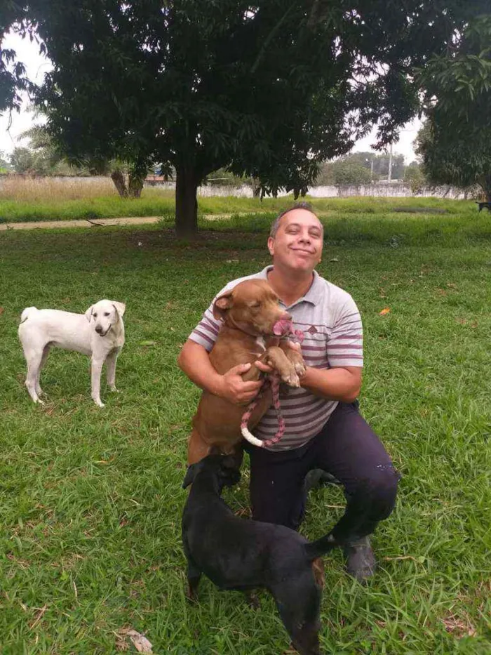 Cachorro ra a pitbull idade 1 ano nome Zeus