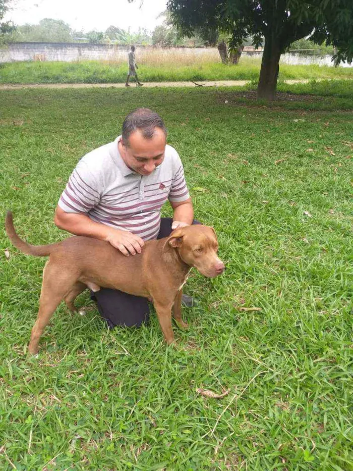 Cachorro ra a pitbull idade 1 ano nome Zeus