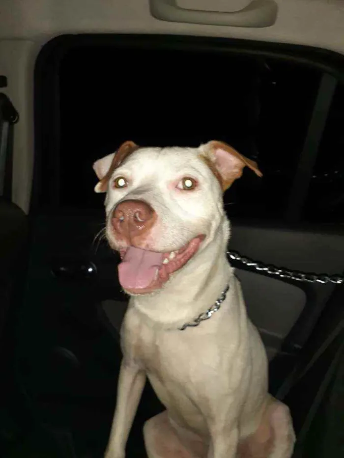 Cachorro ra a pitbull idade 1 ano nome Patê