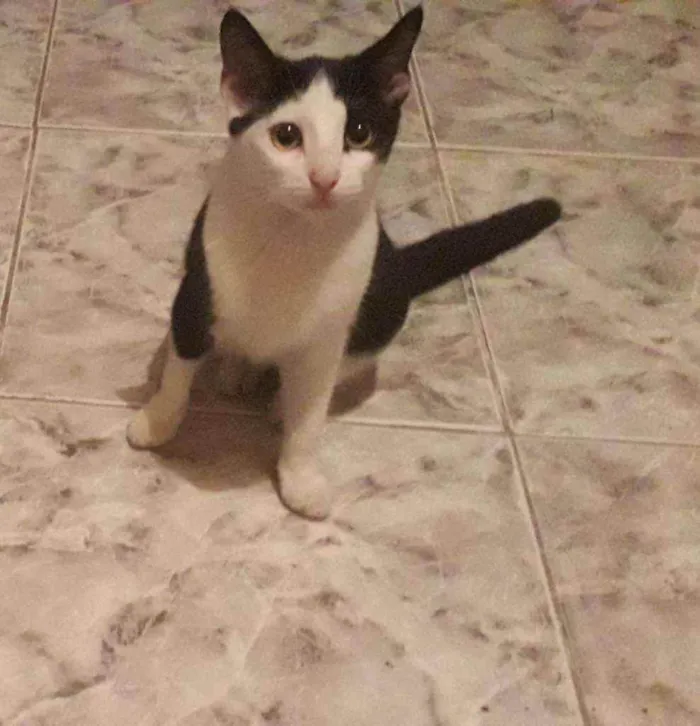 Gato raça SRD idade 2 a 6 meses nome Lolita