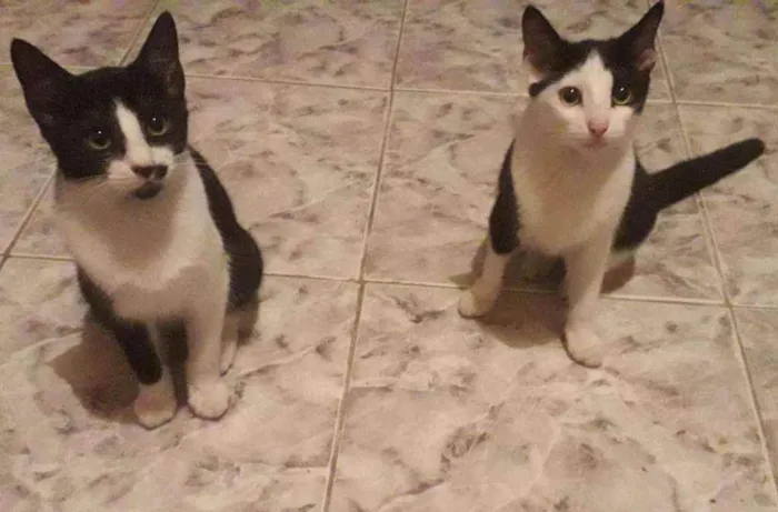 Gato ra a SRD idade 2 a 6 meses nome Bento