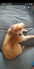AMORA