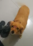 AMORA