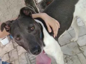 Cachorro raça SRD idade 1 ano nome Lost