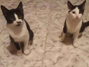 Gato raça SRD idade 2 a 6 meses nome Bento