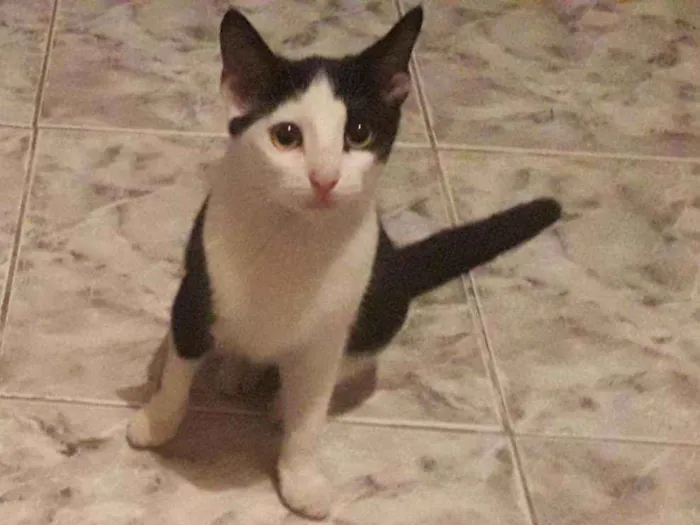 Gato raça SRD idade 2 a 6 meses nome Lolita