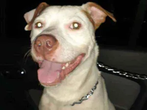 Cachorro raça pitbull idade 1 ano nome Patê