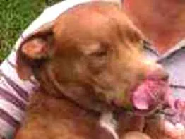 Cachorro raça pitbull idade 1 ano nome Zeus