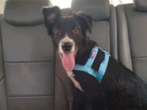 Cachorro raça SRD idade 7 a 11 meses nome Isac