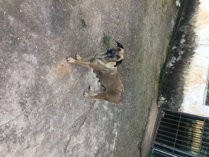 Cachorro ra a vira lata idade Abaixo de 2 meses nome sushi