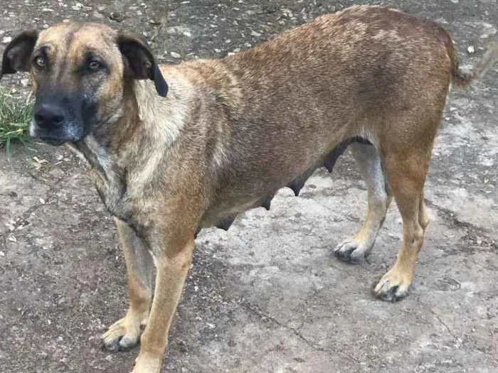 Cachorro ra a vira lata idade Abaixo de 2 meses nome sushi