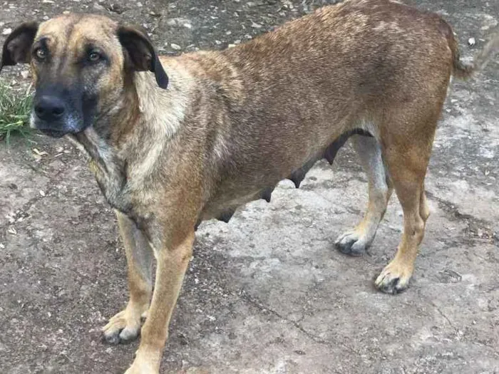 Cachorro ra a vira lata idade Abaixo de 2 meses nome sushi