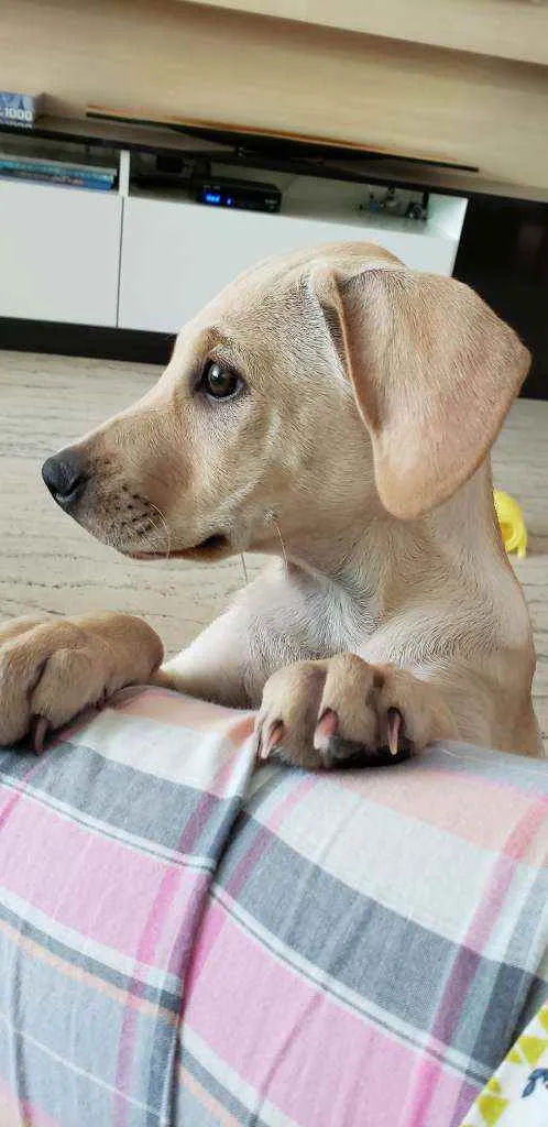 Cachorro raça Vira lata  idade 2 a 6 meses nome Asta