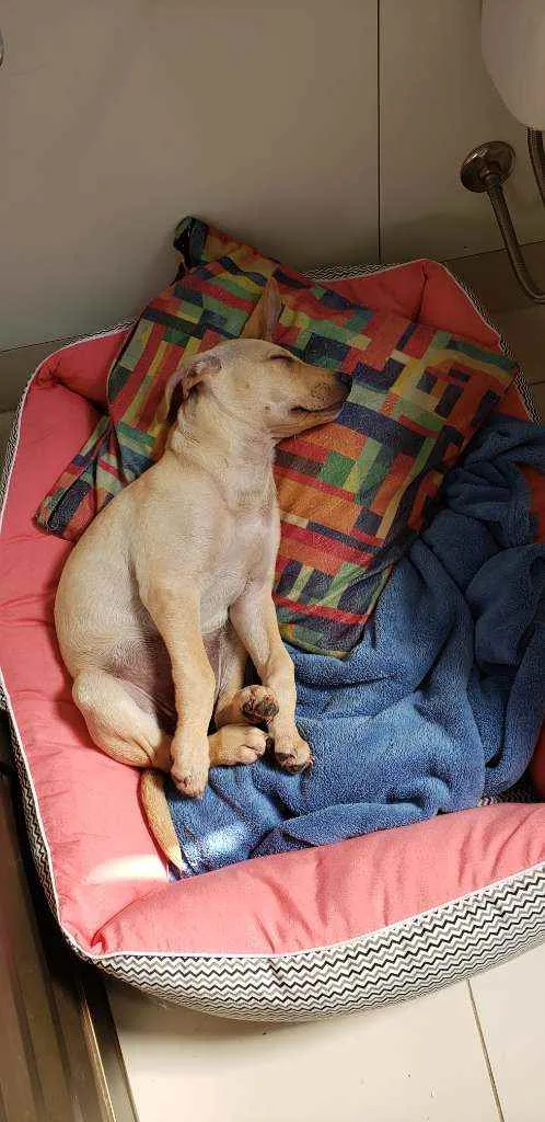 Cachorro raça Vira lata  idade 2 a 6 meses nome Asta