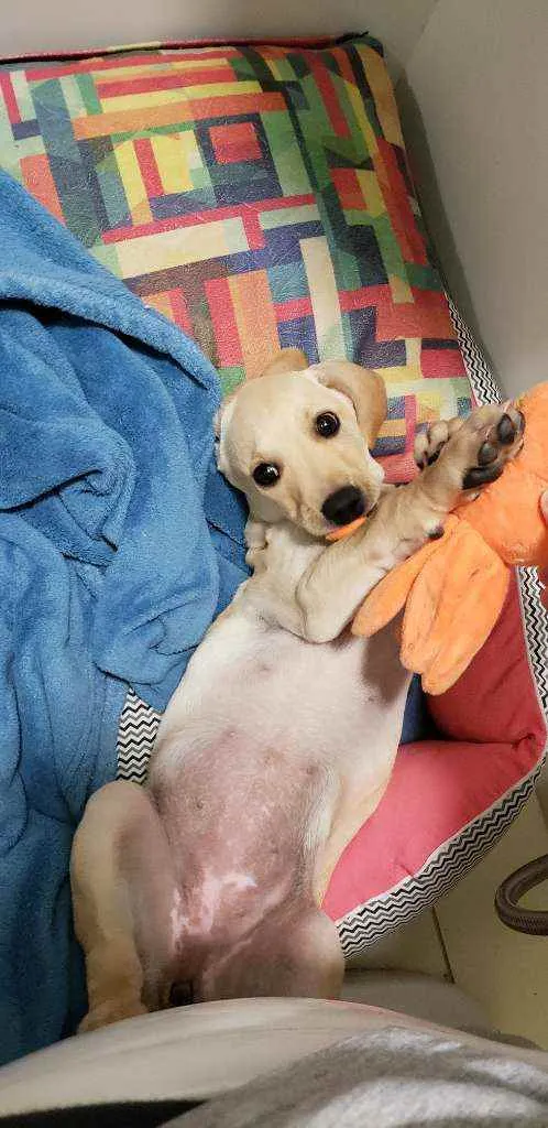 Cachorro raça Vira lata  idade 2 a 6 meses nome Asta