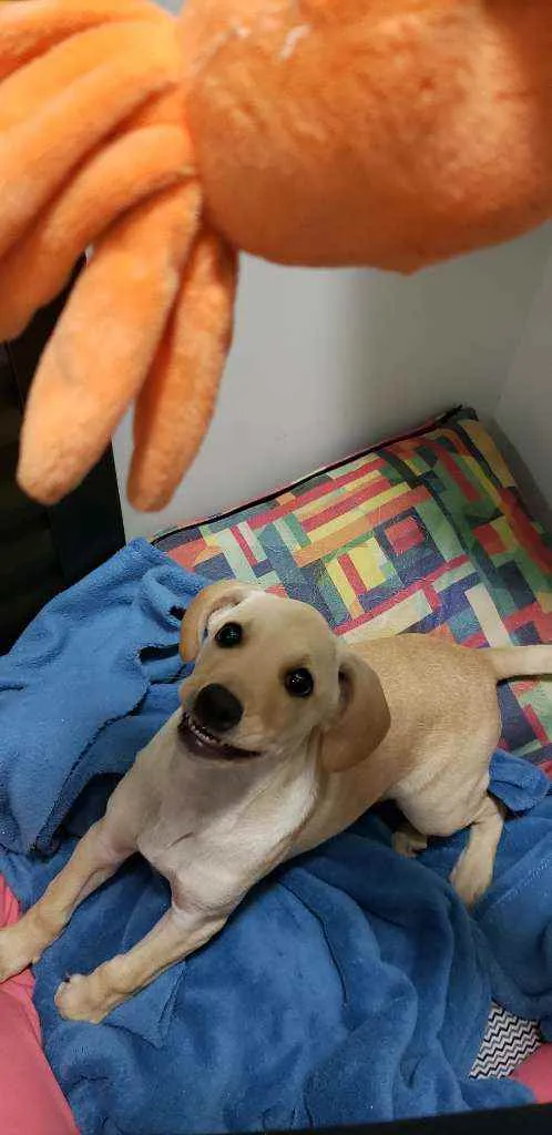Cachorro raça Vira lata  idade 2 a 6 meses nome Asta
