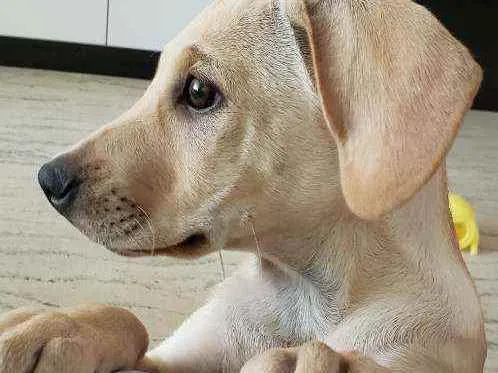 Cachorro raça Vira lata  idade 2 a 6 meses nome Asta