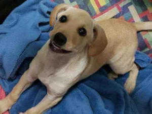 Cachorro raça Vira lata  idade 2 a 6 meses nome Asta