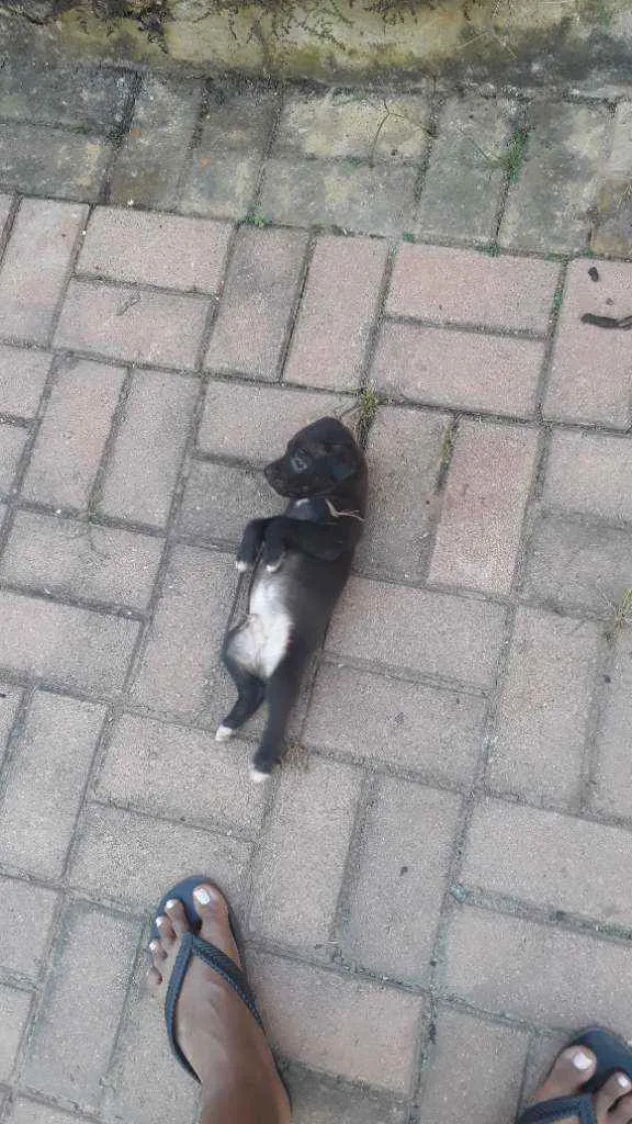 Cachorro ra a Inglesa idade Abaixo de 2 meses nome Sem nome 