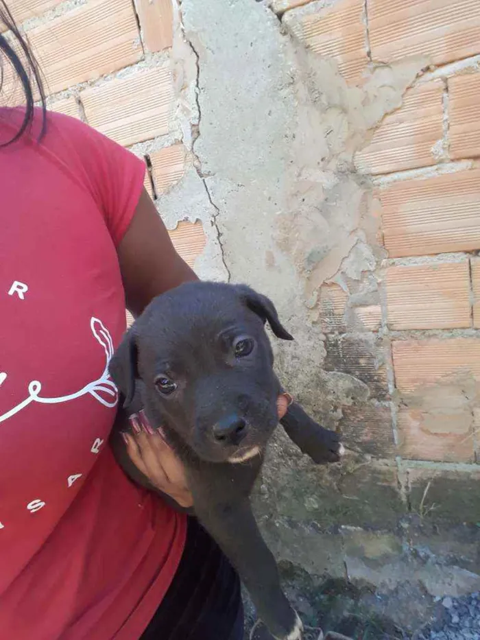 Cachorro ra a Inglesa idade Abaixo de 2 meses nome Sem nome 