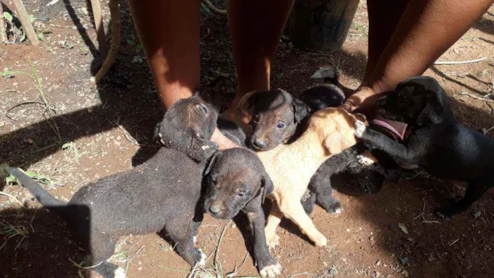 Cachorro ra a Inglesa idade Abaixo de 2 meses nome Sem nome 