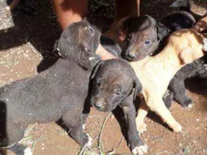 Cachorro raça Inglesa idade Abaixo de 2 meses nome Sem nome 