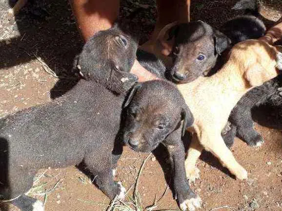 Cachorro ra a Inglesa idade Abaixo de 2 meses nome Sem nome 